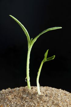 Watermelon sprout on black background