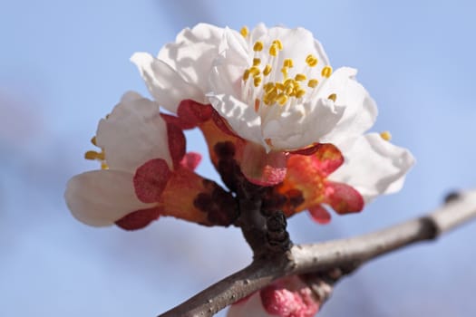 close up of apricot tree blossom