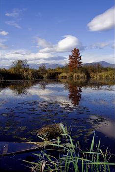 boat fall down autumn lake and marsh moor marshy  in the north of italy