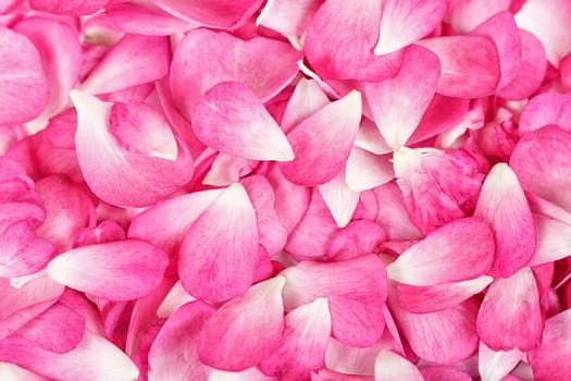 Pink rose petals background