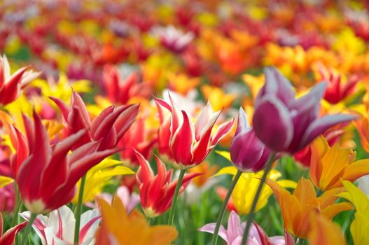 Colourful tulips