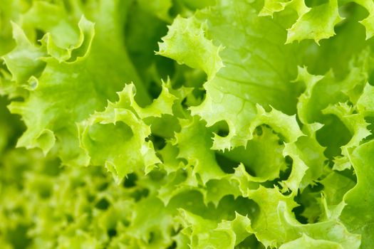 Fresh green lettuce salad isolated on white background.