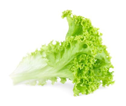 Fresh green lettuce salad isolated on white background.