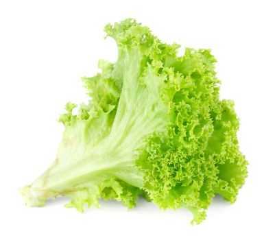 Fresh green lettuce salad isolated on white background.