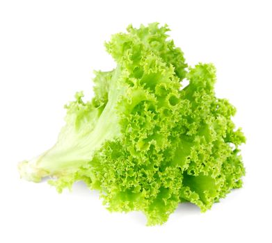 Fresh green lettuce salad isolated on white background.