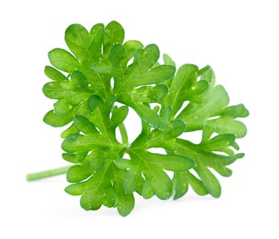 Green leaves of parsley isolated on white background