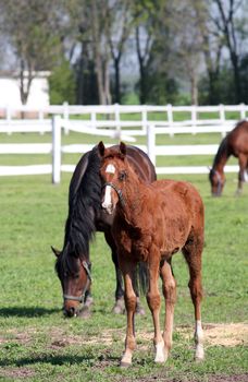 farm with horses in corral