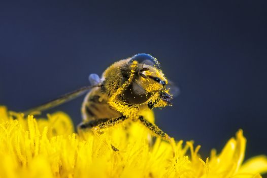 Bee pollen is cleaned on a flower