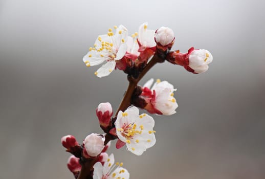 wet apricot tree blossom over gray background