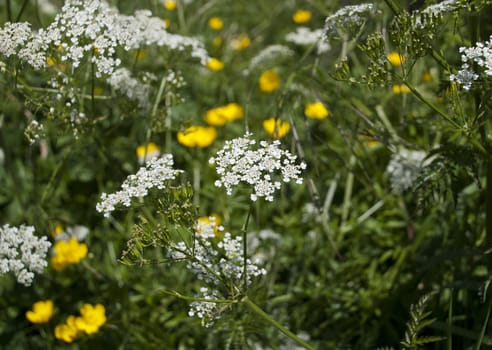 Cow parsley or Queen Anne's Lace growing with yellow buttercups in the hedgerow in summer