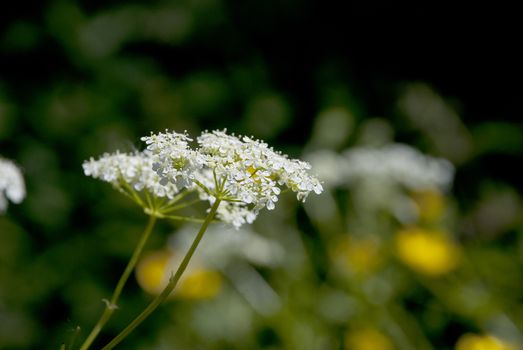 Detail of tiny cow parsley or Queen Anne's Lace flowers in summer