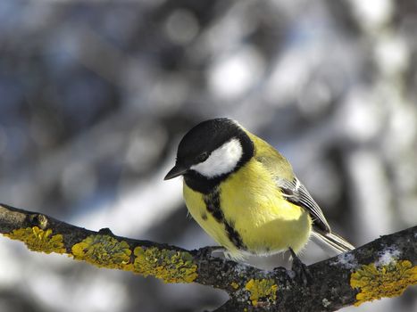 Feeling very cold winter, the Chickadee.