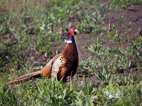 One pheasants in the field, watching heavily.