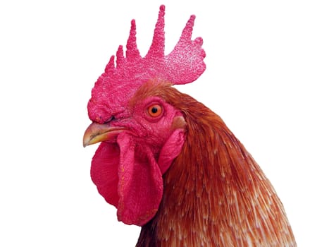 Red rooster, white background. white, livestock, colorful,