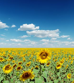 blooming field of sunflowers and deep blue sly with clouds