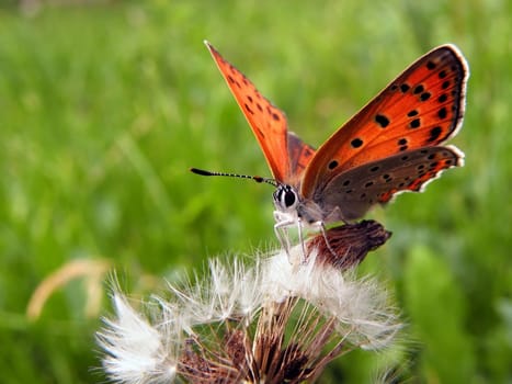 Butterfly on a dandelion, looking for flowers yesterday.