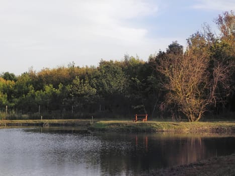 Waterfront serenity.  tree, nature, sky, trees, landscape