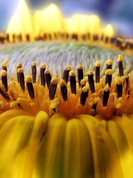 Sunflower, yellow, nature, summer, plant, sun, flower.