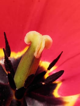 tulip detail ,flower, nature, pistil, beauty, plant