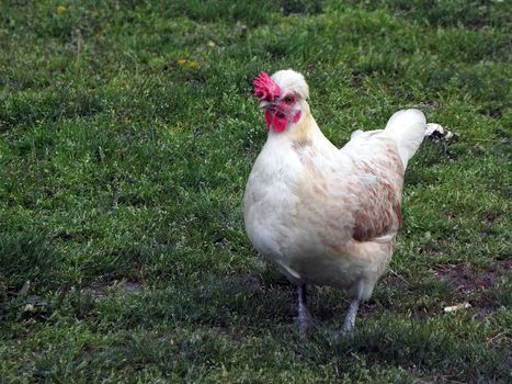 The hen around the house.  farm, animal,