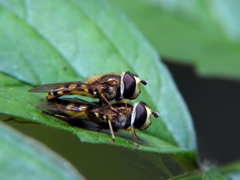 Hoverfly wedding under the leaves. insect, nature, macro