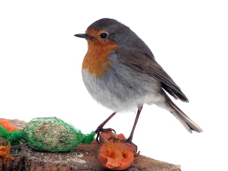 Robin feeding birds in winter.  animal, snow
