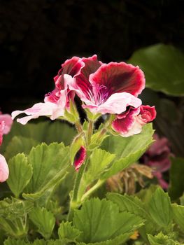 bright geranium with a dark background