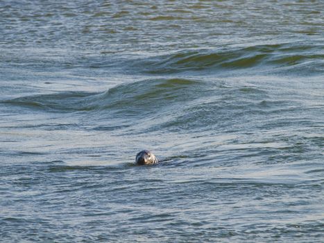 seal swimming in the North Sea