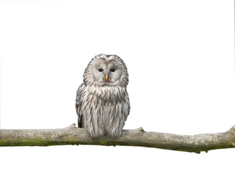 White owl on a stick