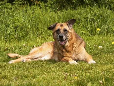 Shepherd dog lying in the grass