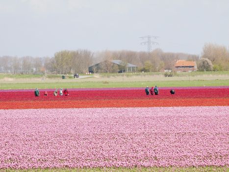 tulip field with working people with a blue sky
