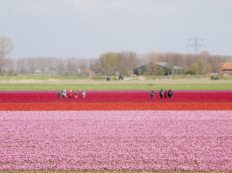 tulip field with working people with a blue sky