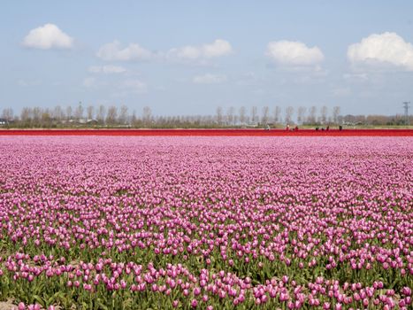 tulip field with working people with a blue sky