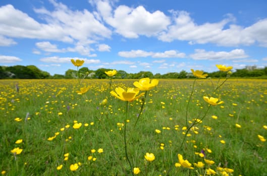 Landscape view of Buttercups