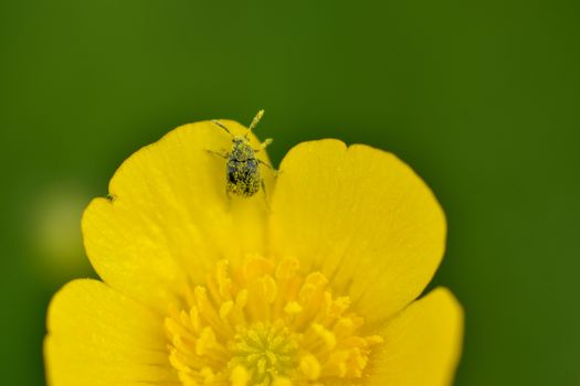 Tiny beatle on Buttercup