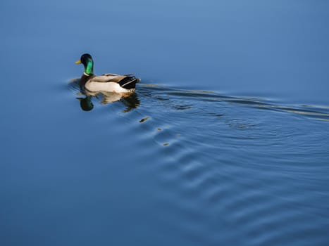 Duck swimming in a blue lake with ripples in his wake