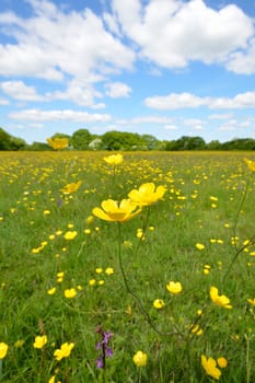 Two Buttercups in field