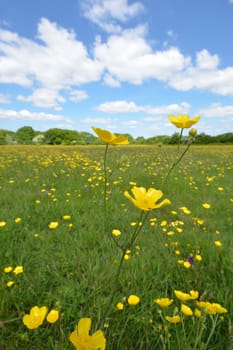 Buttercup with Sky in background