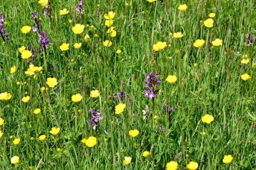 Buttercups and wild Orchids