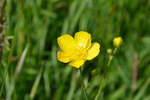 Solitary Meadow Buttercup