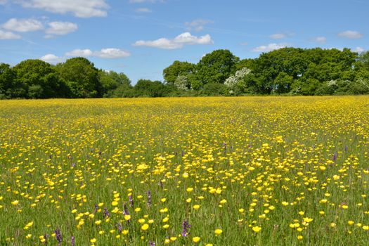 Large meadow with yellow buttercups