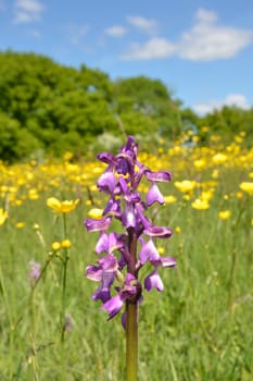 Green winged Orchid with Buttercups in Background