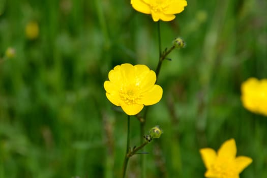 Meadow Buttercup in Close up