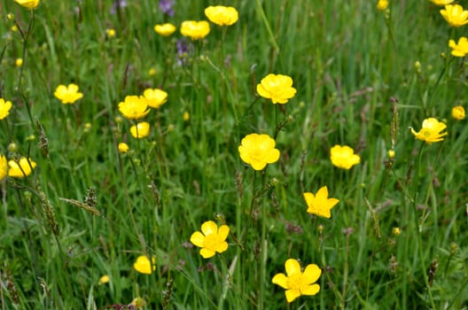 Small Group of Meadow Buttercups