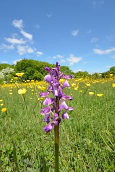 Orchid in close up