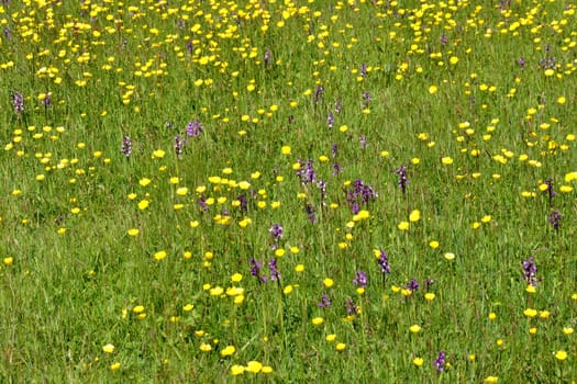 Meadow detail with buttercups and Orchids