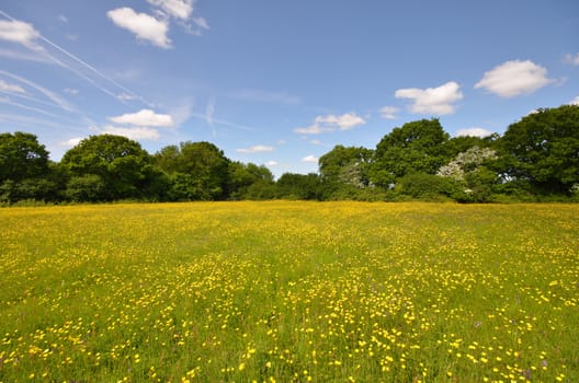 Field of Buttercups