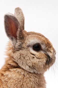 funny rabbit with white dress
