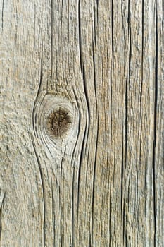 textured surface of board with a twig