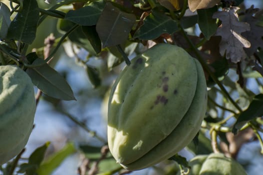 strange green fruit like almond